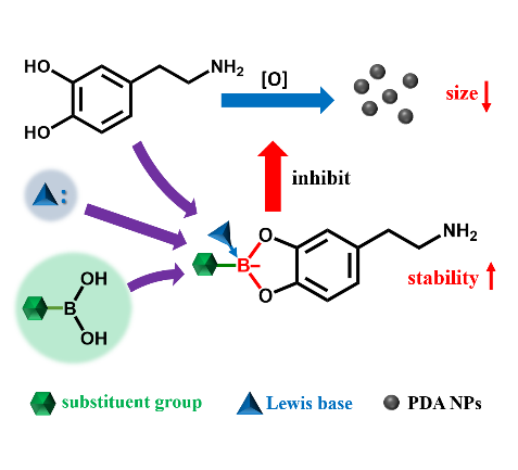 Boron_Chemistry's tweet photo. Size Regulation of Polydopamine Nanoparticles by Boronic Acid and Lewis Base (@Wiley_Chemistry): https://t.co/SVPovmhix8. https://t.co/LDifH3gMsq