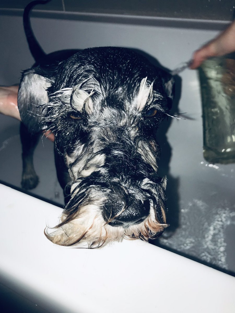 jonnyball79's tweet photo. Bath night for the General #SchnauzerStyle https://t.co/746bBksz01