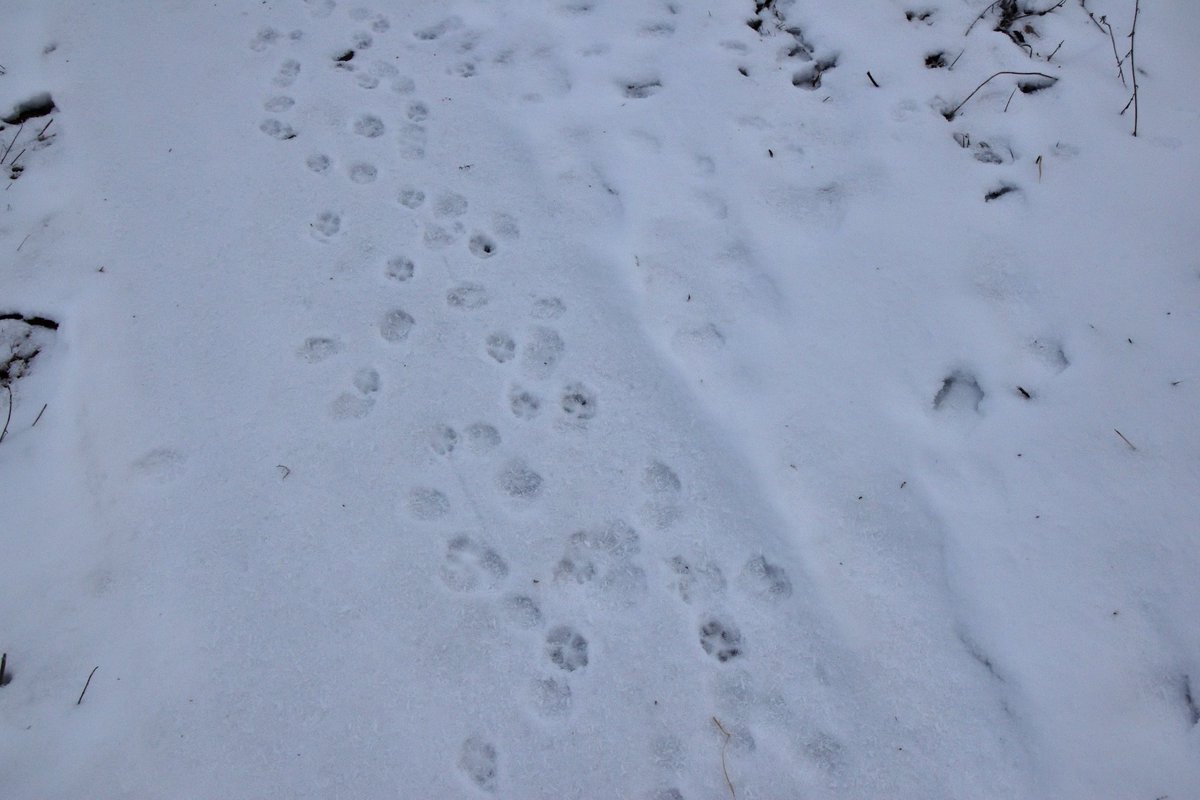 zebre_'s tweet photo. Hello twittos, ça parle à quelqu'un ces traces de pattes dans la neige? Il y en avait plein le chemin et j'ai l'impression qu'il y en a de plusieurs types mais je suis pas très douée à cet exercice...Merci! (@renard_alpin ton avis?) https://t.co/Z6OgfYJluR