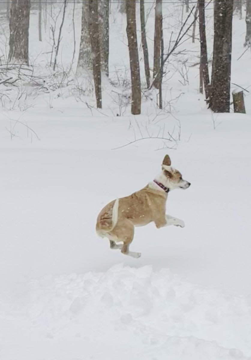 trishrecruitIT's tweet photo. Bouncy Betty! #blizzard2022 #chesterct https://t.co/7uHqlqHpOh