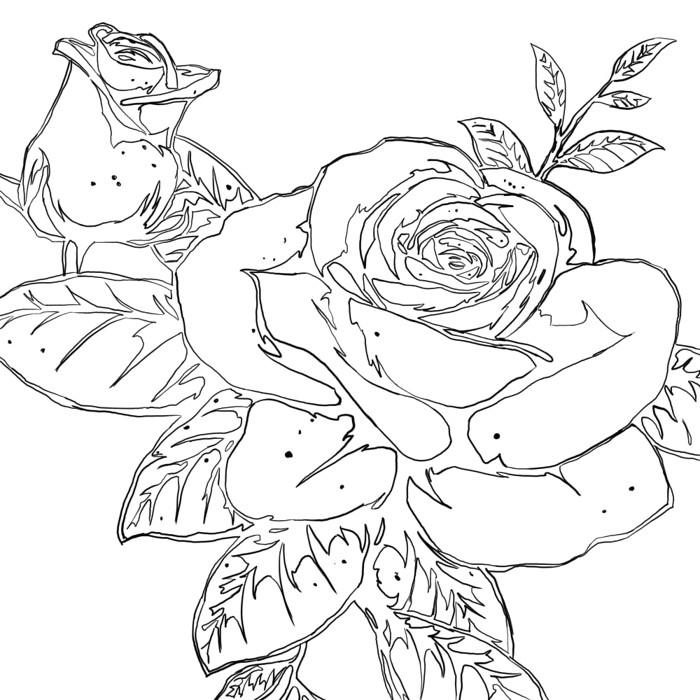 PleaseTmtd's tweet photo. #rose #flowers #nature #digitalart #sketch #doodle #tmtd #digitalillustration #art https://t.co/GN9XPiNxVS