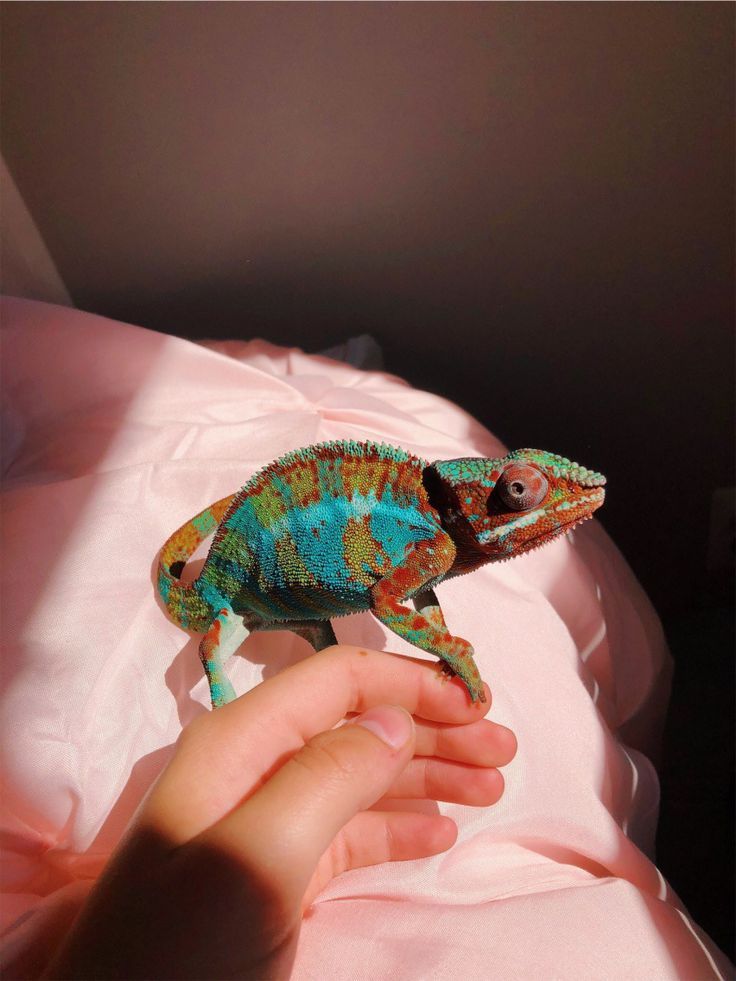 CamShxpeshifter's tweet photo. 🦎 𝕋𝕙𝕖 𝕗𝕦𝕟𝕟𝕪 𝕊𝕙𝕒𝕡𝕖𝕤𝕙𝕚𝕗𝕥𝕖𝕣
⠀⠀🦎 𝙴𝚗𝚌𝚊𝚗𝚝𝚘'𝚜 𝚌𝚑𝚊𝚘𝚝𝚒𝚌 𝚐𝚞𝚢
⠀⠀⠀⠀🦎 𝘕𝘰𝘸 𝘪𝘴 𝘢𝘭𝘭 𝘸𝘦 𝘨𝘦𝘵, 𝘯𝘰𝘵𝘩𝘪𝘯𝘨 𝘱𝘳𝘰𝘮𝘪𝘴𝘦𝘥, 𝘯𝘰 𝘳𝘦𝘨𝘳𝘦𝘵𝘴. https://t.co/fuL2ooBjOO