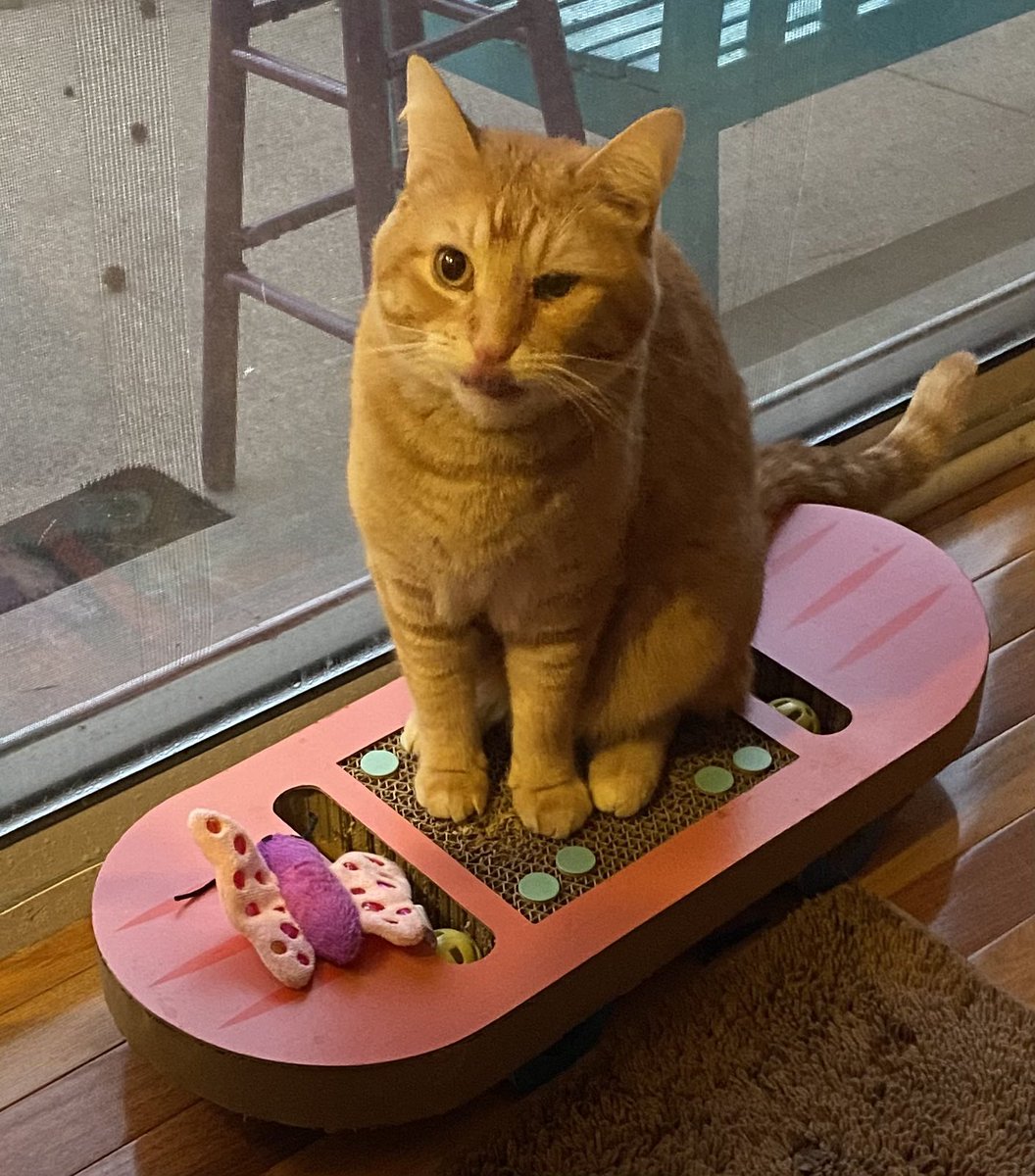 Skatercat  #Caturday
