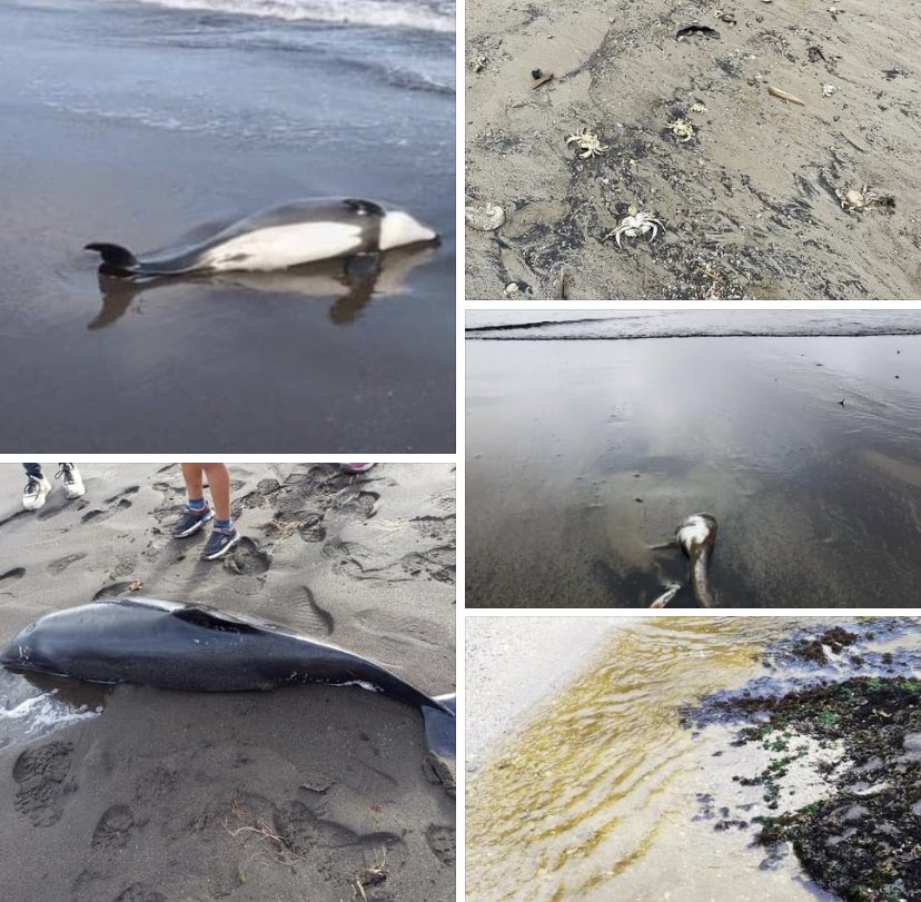 dani_cisterna_'s tweet photo. Celulosa Arauco lanzó químicos al mar, muriendo y varando parte de la fauna marina en la costa de la provincia de Arauco y Lota #ALERTA    ☠️☠️❌🚫 https://t.co/S6bRFCKaQO