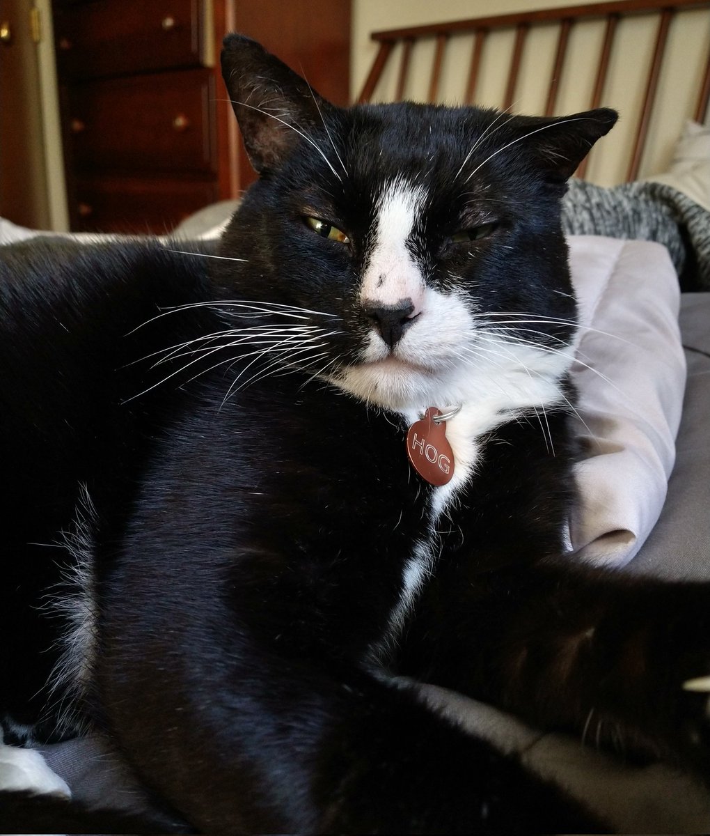 Hello, Twitter. Logged back in today to see I had a couple new followers. Here's a picture of Hog.