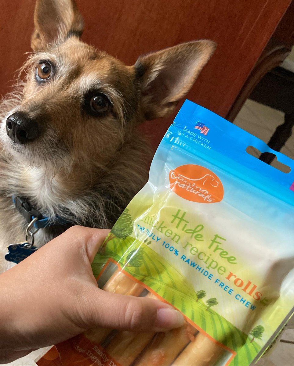 HerbieMooland's tweet photo. Today we had the opportunity to try another product BVPets has to offer, no hide chicken rolls! These treat chews are 100% raw hide free, no raw hide at all. Instead they’re made from limited, dog safe ingredients. So far, we love them! 🐶❤️🦴
#bvpetsupplies #nohide #rawhidefree https://t.co/f89POrPKrD