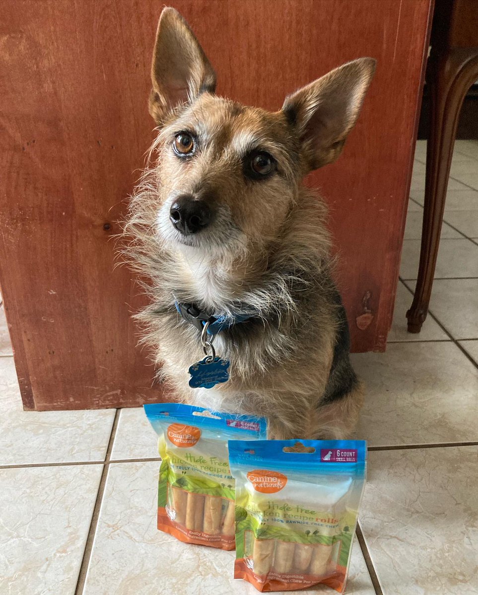 HerbieMooland's tweet photo. Today we had the opportunity to try another product BVPets has to offer, no hide chicken rolls! These treat chews are 100% raw hide free, no raw hide at all. Instead they’re made from limited, dog safe ingredients. So far, we love them! 🐶❤️🦴
#bvpetsupplies #nohide #rawhidefree https://t.co/f89POrPKrD