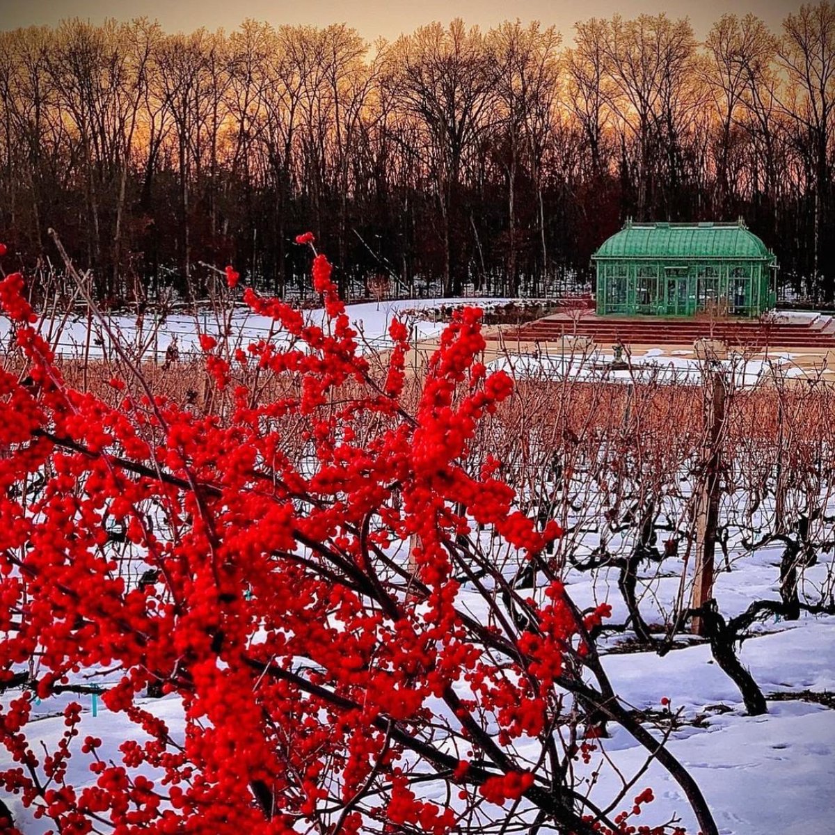 FauquierWine's tweet photo. Today, @Morais_Vineyard is open from 12pm-6pm! #FauquierWine #drinklocal #wintervineyard #fauquiercounty #moraisvineyards https://t.co/IuusVfcGVE