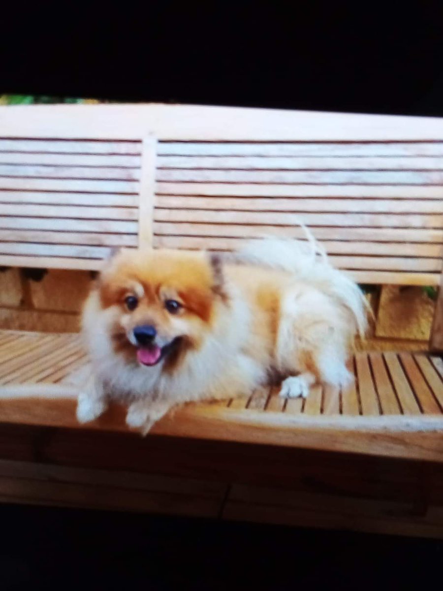 UN MATRIMONIO NOS PIDE AYUDA PARA PODER BUSCARLE UNA NUEVA FAMILIA A ESTE PRECIOSO
SUS ACTUALES DUEÑOS SON PERSONAS MAYORES Y NO PUEDEN SEGUIR AL CUIDADO DE ÉL 
POMERANIA MACHO 
TIENE 7 AÑOS DE EDAD
ESTA EN RONDA (MÁLAGA) 
Tlf668802300
adopcionesrau@gmail.com