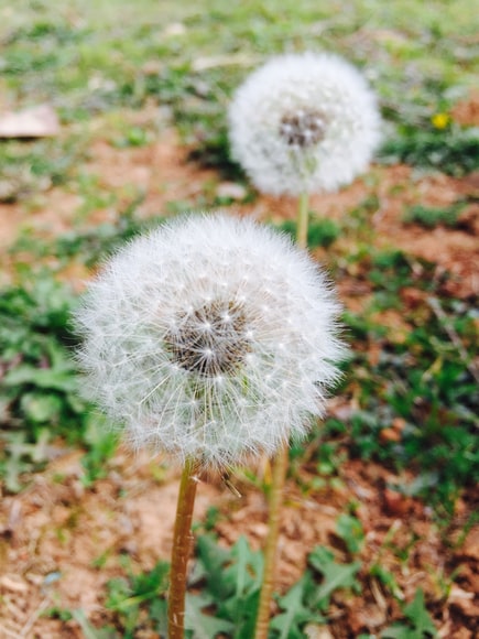 Weeds are a nuisance and a major roadblock for successful gardens. Learn how you can instantly kill weeds in order to protect your garden through this clever #gardening hack below:
express.co.uk/life-style/gar…

#HealthyLifestyle #SowSaturday #Gardening #Weeds #GardeningHacks