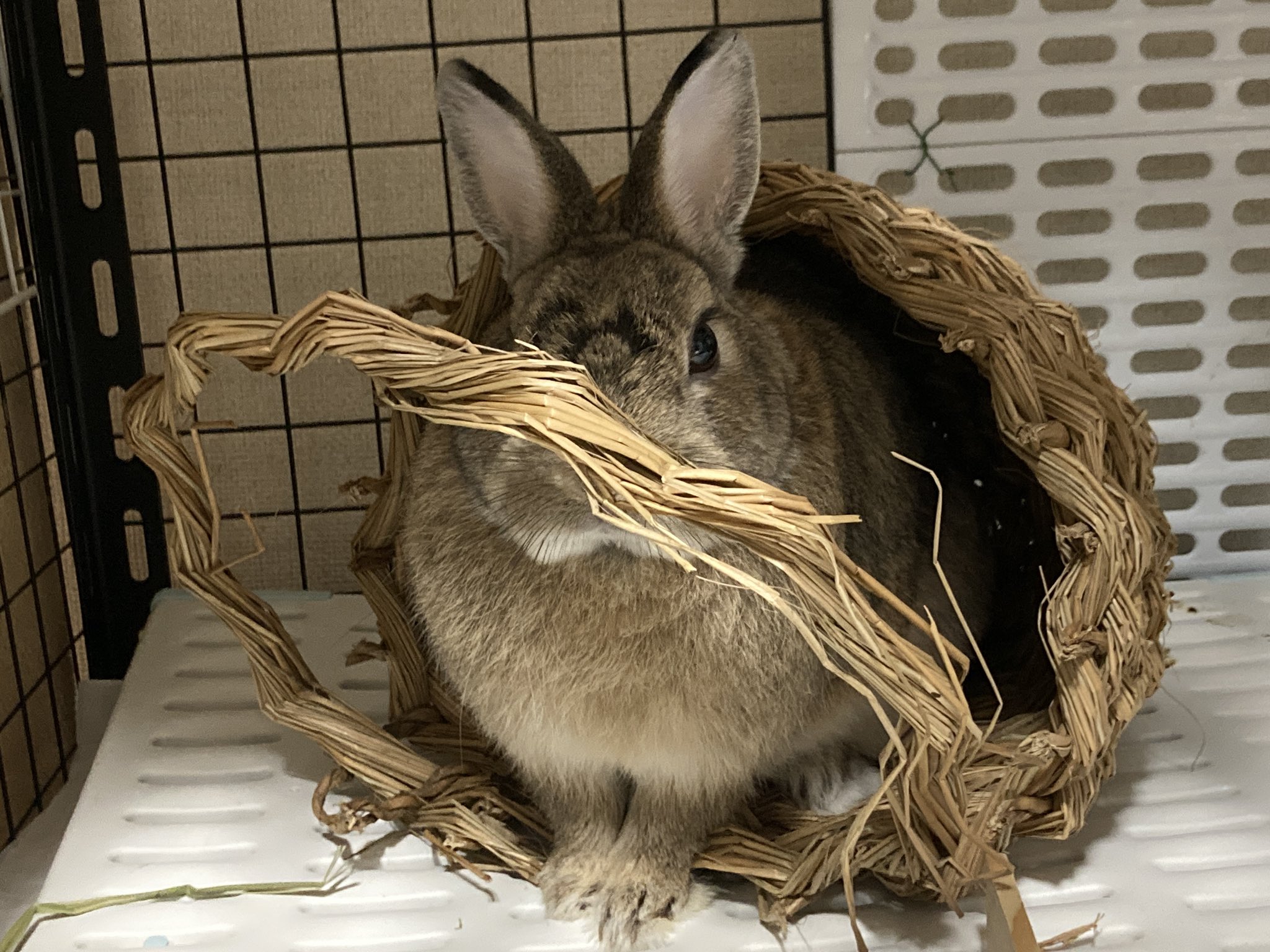 Million Dollar Rabbitずんだ 下痢ピーしてお部屋が汚くなって 汚いところに座るのが嫌なのか ショボンとして少しでも隠れようと 試みるが全く隠れられてない ずんださん うさぎのいる暮らし うさぎ好き ずんだ チモシー うさぎ好きさんと繋がり