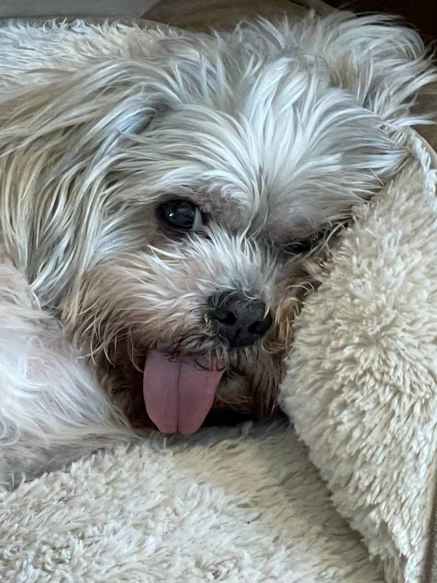 goose46074's tweet photo. Long tongue https://t.co/Hfa0slyG6G