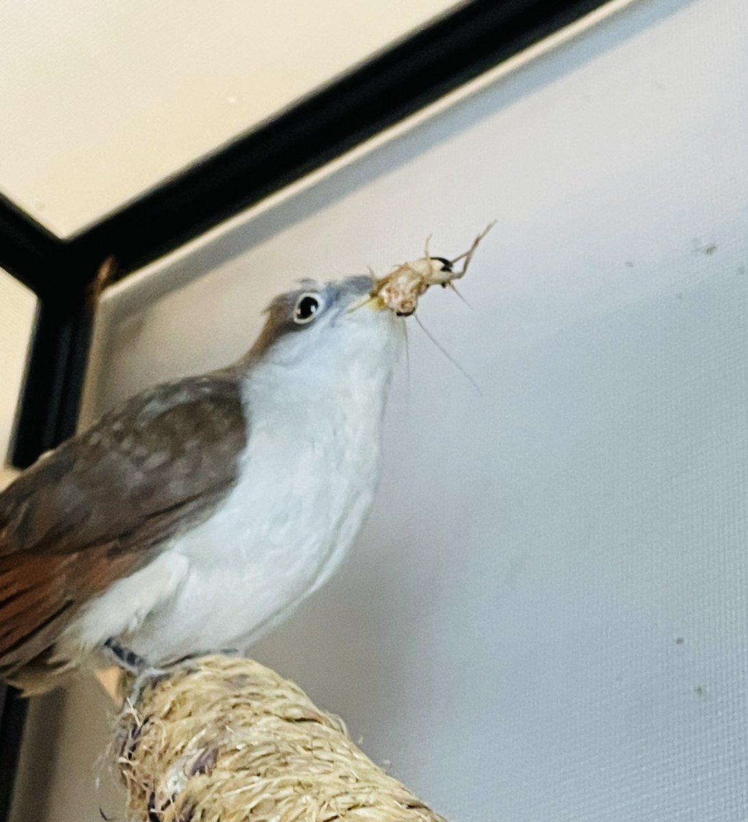 Avian Conservation Center of Appalachia tweet media