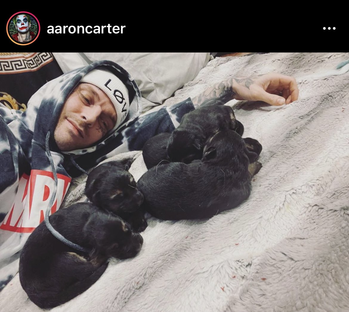 wickedsister_1's tweet photo. This is #backyardbreeding and very dangerous for every dog/puppy involved! #AKC should be ashamed of themselves for allowing this type of breeding with their registry/name attached. #aaroncarter you let 2 puppies die! #savezelda #savenala #GermanShepherd #dogs #animals https://t.co/wsdrrqMoFe