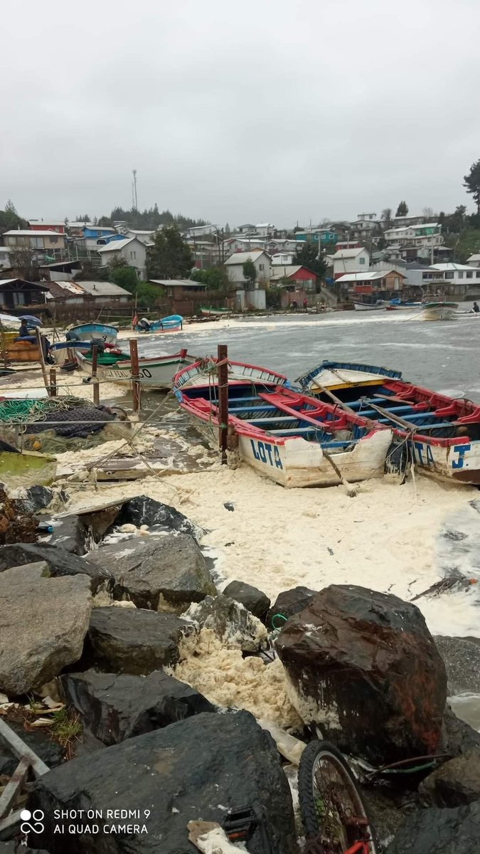 dani_cisterna_'s tweet photo. #ALERTA CIERRAN PLAYAS DE LOTA Y ARAUCO POR EMERGENCIA SANITARIA CON MUERTE DE ESPECIES MARINAS Y PELIGRO DE SUSTANCIAS TOXICAS EN EL MAR https://t.co/ARzA1PgDPm