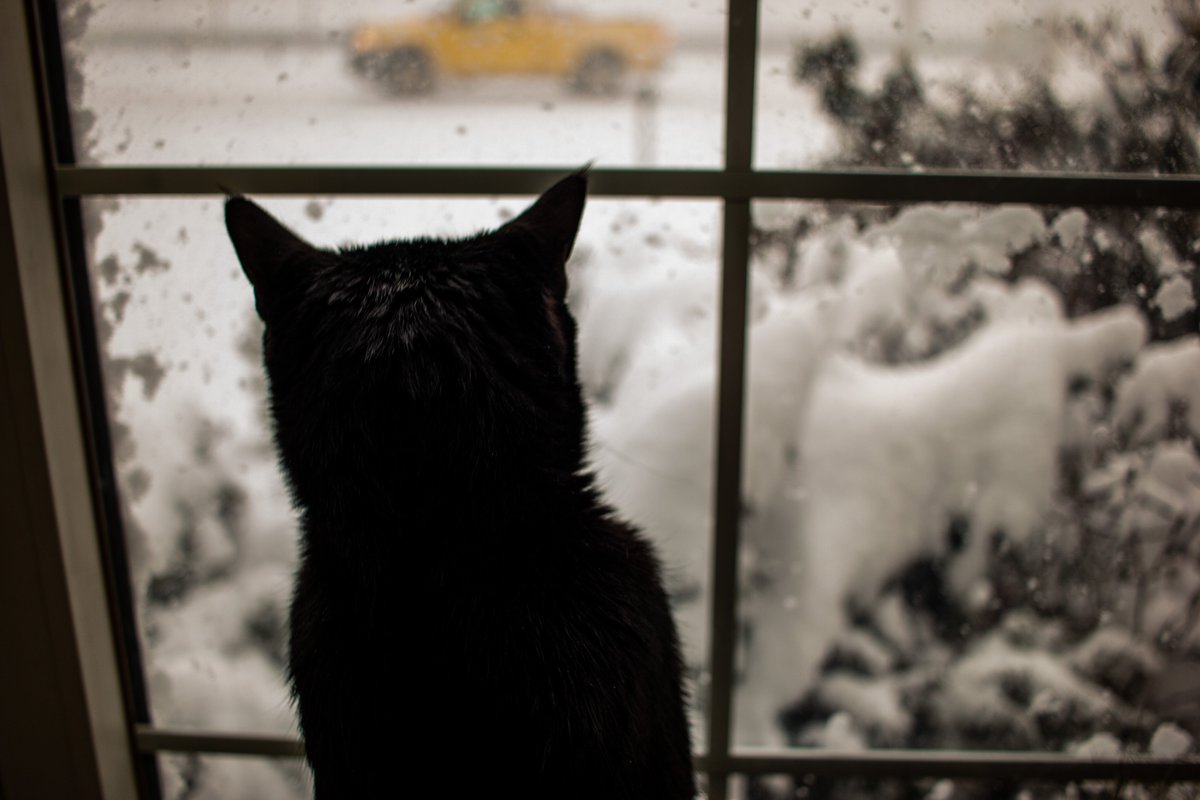 TrueLifePicsMA's tweet image. Here in Grafton, MA as of about an hour ago, @ryanhallyall ! Snow is still coming down. We're a little south of Worcester! 
#Snowmagedon2022 #CaptureTrueLife 
#NewEnglandWinter