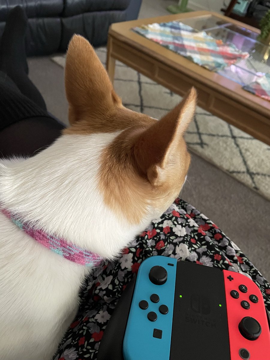 PhantomJukebox_'s tweet photo. She makes it hard to go anywhere π₯² #pupsofpodcasting https://t.co/qyvilVpKHA