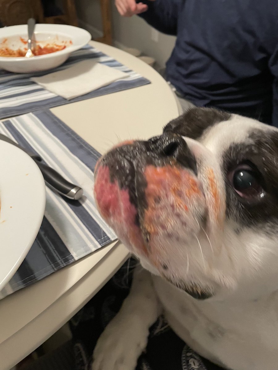 danabjr's tweet photo. @Jen_Royle Aww.. baby Francis! Winnie can’t wait to get out there.. of course after she ate some of your meatballs 😂. Now she wants more… https://t.co/WCRkCksJjq