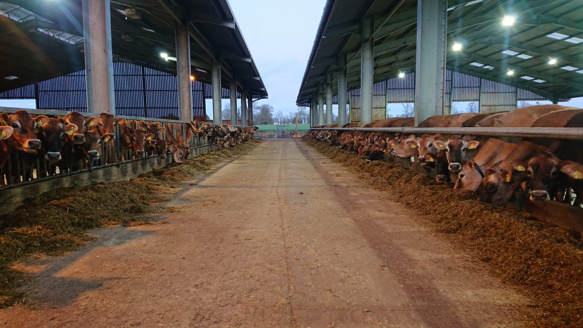The cows are in a better state than our sheds after the wind!