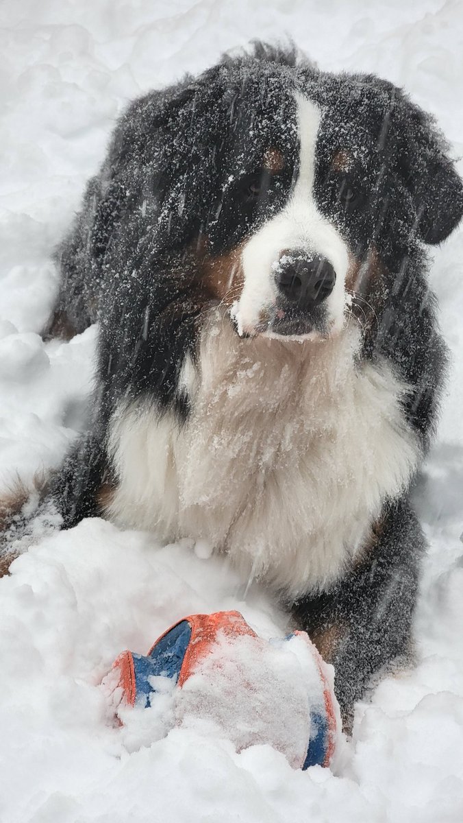 gitafionaphoto's tweet photo. #NSStorm - at least the pup is enjoying the snow. https://t.co/e61BRSqWw6