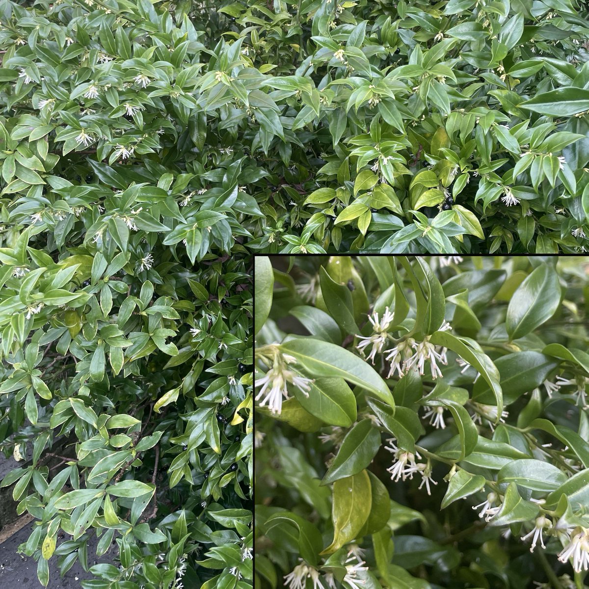 In the garden with the wonderful scent of my plant of the season; Sarcococca confusa - those tiny white flowers throw out a strong, intoxicating perfume.

#scentedgarden #scentedplants #gardeninspiration #gardendesign  #wintergardening #robinlanefox #ftgardening #sarcococca