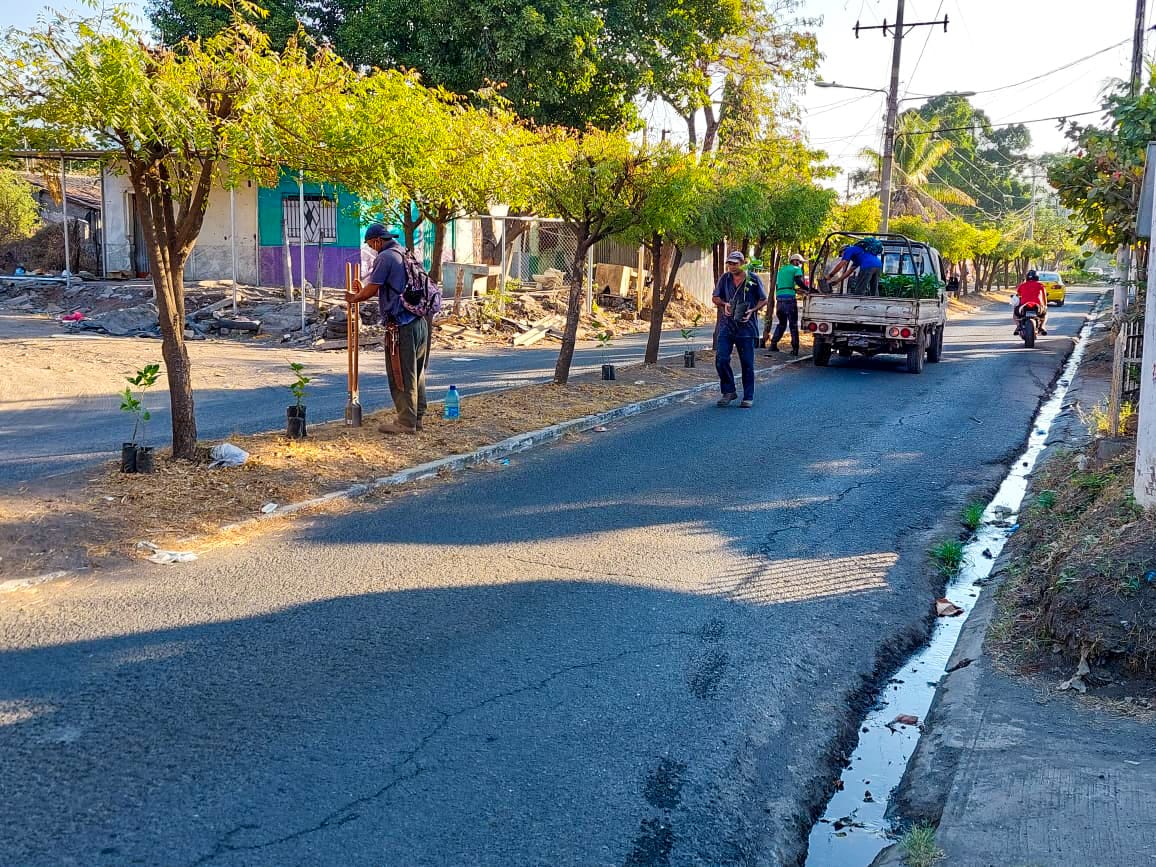 WILLSALGADO's tweet photo. Nos inspira la idea de trabajar por hacer reverdecer nuestra querida ciudad.
Con mucho entusiasmo los equipos municipales están realizando la siembra de plantas ornamentales en Boulevard de col. Prados de San Miguel.
#PlanReverdecer #UnaNuevaCiudad https://t.co/JzkfbjQ7M0
