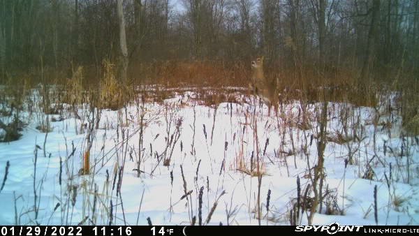 novacreature's tweet photo. Reared up! #deer #whyisspypoint From my SPYPOINT Link Device https://t.co/yFZDDAIzok
