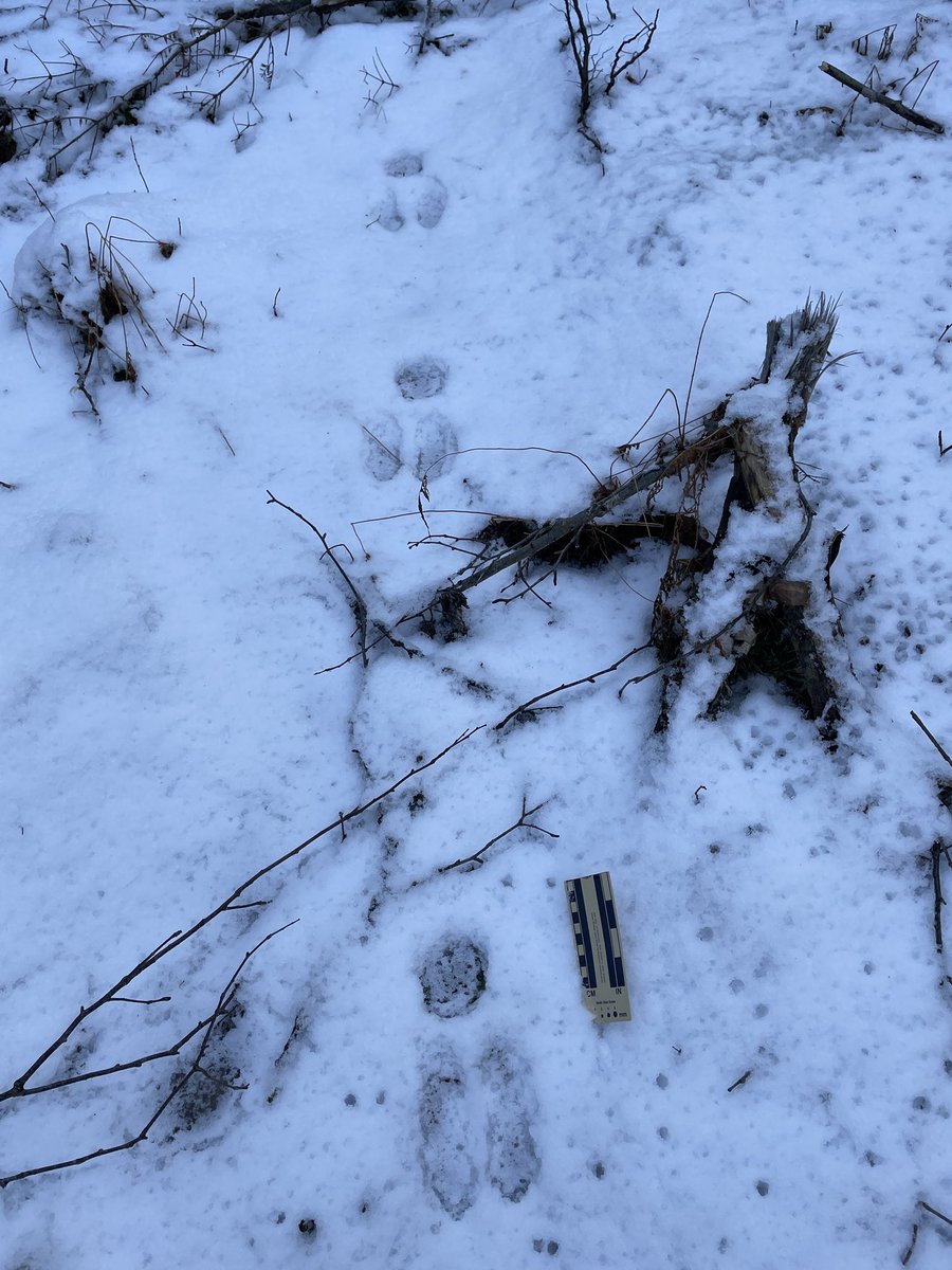 IntentioNS tweet media