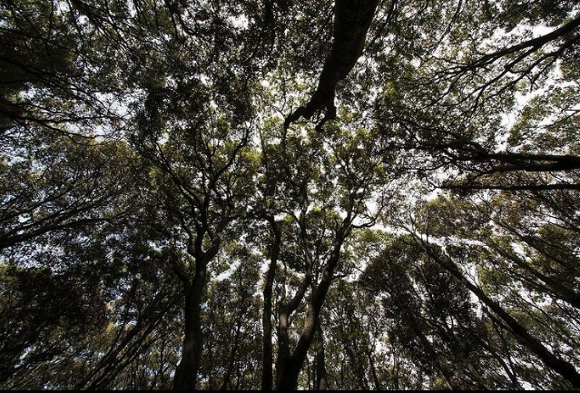 CONAFOR's tweet photo. #FelizSábado El dosel forestal es la capa de ramas y hojas 🌿🍃 formada por las copas de árboles vecinos 🌳🌲🌳.

Algunos animales viven ahí. Por ejemplo en el dosel de la selva tropical habitan monos 🐒 , lagartijas 🦎, aves 🐦 y felinos pequeños🐯. https://t.co/1wz1dui5gQ