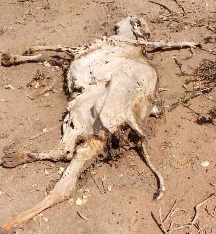 bade_hasen's tweet photo. Abbaaro ba,an baa deegaan haleeyshey Allow Abbaarta kasoo jabi.
A drought has hit the area. God it to break
በአካባቢው ድርቅ ተከስቷል። እግዚአብሔር ይሰብረው። https://t.co/nTWpUjAkLY