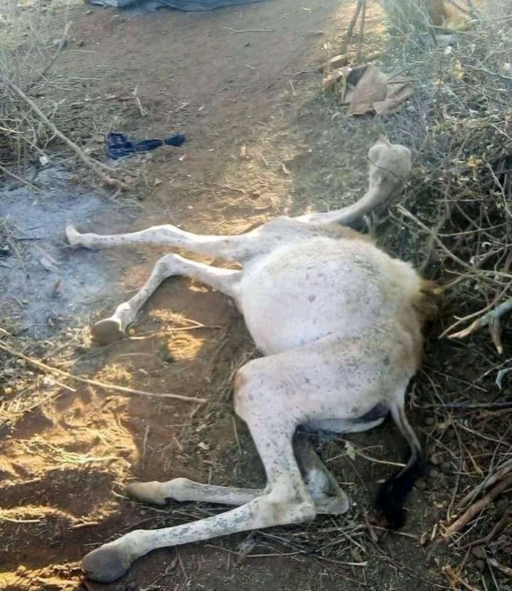 bade_hasen's tweet photo. Abbaaro ba,an baa deegaan haleeyshey Allow Abbaarta kasoo jabi.
A drought has hit the area. God it to break
በአካባቢው ድርቅ ተከስቷል። እግዚአብሔር ይሰብረው። https://t.co/nTWpUjAkLY