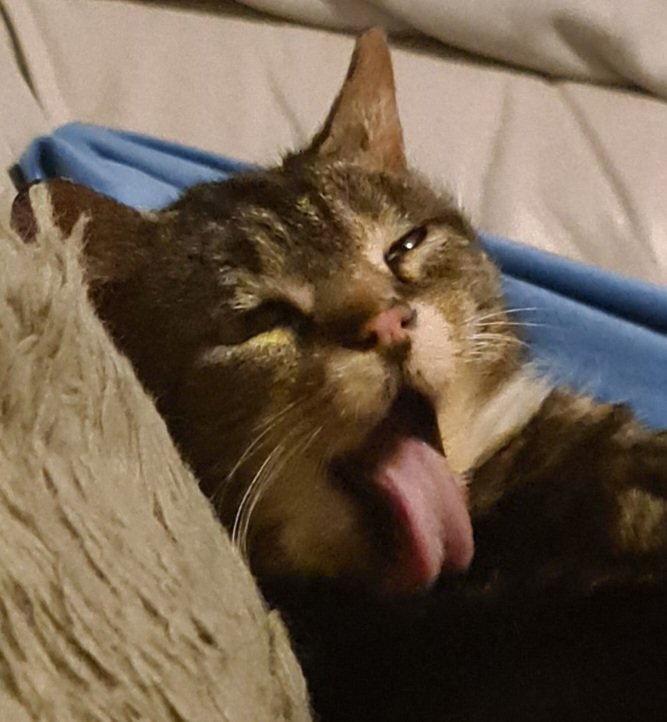 QuiffManiaVT's tweet image. 