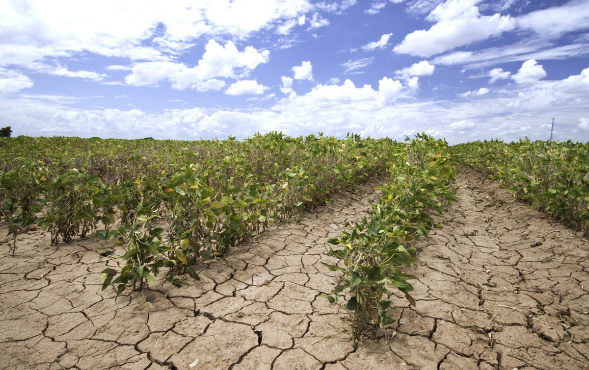 Over the last 25 years, drought-related insurance payments rose by more than 400 percent, while payments related to excess rainfall rose by close to 300 percent.
e360.yale.edu/digest/u-s-dro…