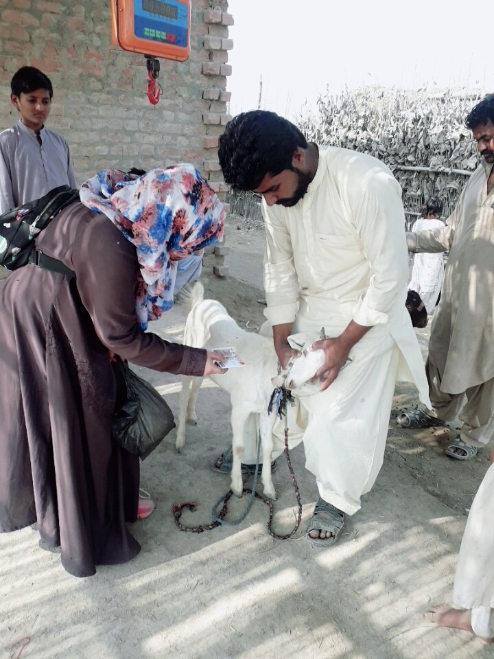 <a href="/RuminantsSmall/">Small Ruminant Project</a> Team successfully completed "Local Creep Feeding Trial" from 6 Villages of #Pakistan
<a href="/ACIARAustralia/">ACIAR</a> <a href="/AciarPakistan/">ACIARPakistan</a> <a href="/bec_doyle/">Bec Doyle</a> <a href="/LivestockGlobal/">Global Livestock Health Security</a>