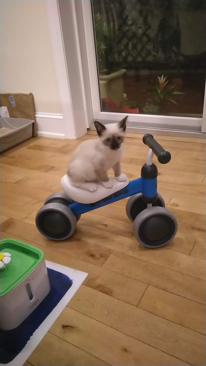 PeppaDaCat's tweet photo. Happy #Caturday, cats and kittens! What are you doing today?

Maybe I'll try riding my bike again. Last time my legs couldn't reach, but I'm growing fast! https://t.co/3OBGS3fAqg