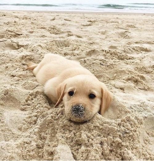 NecesitoUnPerro's tweet photo. Me enamore!!! https://t.co/5GCJpy6OfM