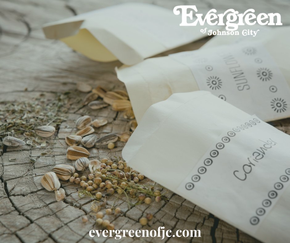 Evergreen_JC's tweet photo. It’s National Seed Swap Day! Yep, that’s an actual thing. On this day, garden groups and organizations hold a seed swap for their members. It allows them to trade rare, uncommon, unique, and heirloom seeds!
#EvergreenJC #GardenShop #ShopLocalJC #HomeGrownLocallyOwned https://t.co/T2o1jBeGBf