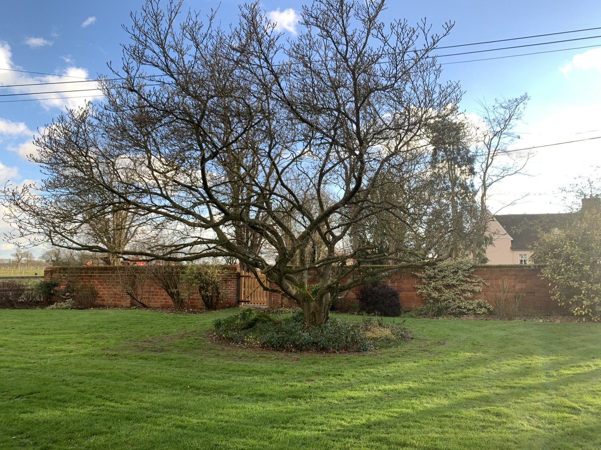 DrLucyHenshall's tweet photo. Anyone else been mowing today? 😁

#Firstcutoftheyear!
#JanuaryJoys https://t.co/qxc3OankUd