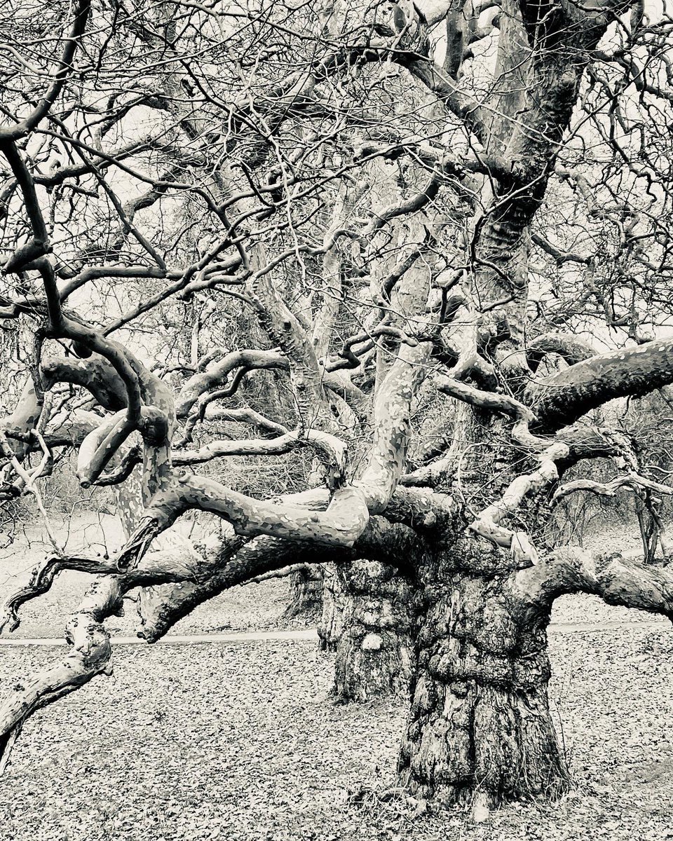 SUPjunkie_uk's tweet photo. EPIC TREE HUNTING in #Sussex today and a beautiful new glasshouse in #Woolbeding
#NationalTrust #CowdrayEstate #Oak #glasshouse #Old #New #History https://t.co/zQfEBtWkHD