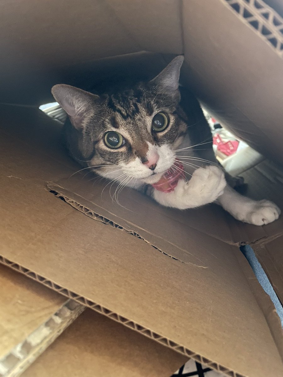 fishhookrip's tweet photo. @rahoewa See also: 

Wow cats are great https://t.co/0cy3SgL8Do