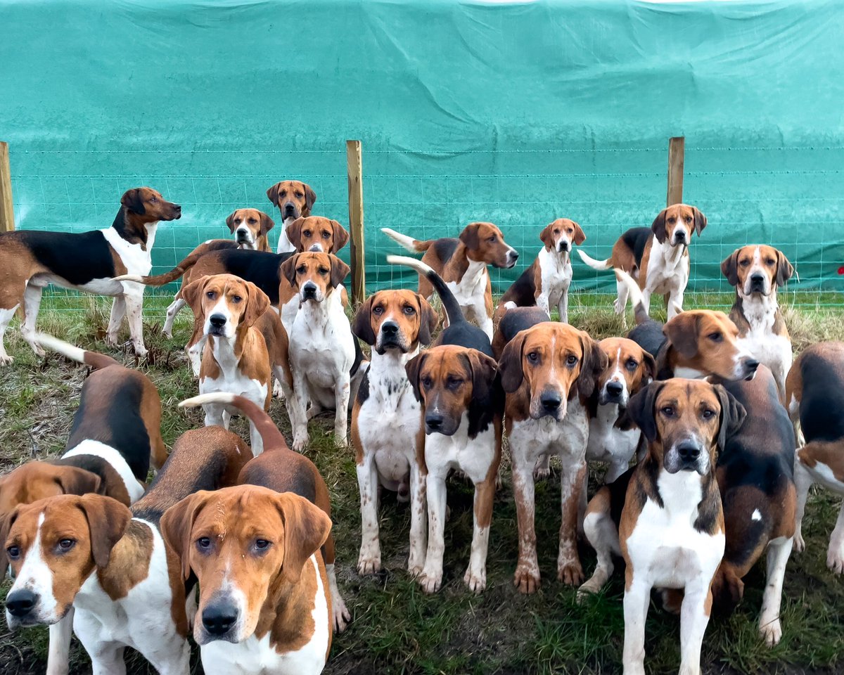 lurcherwork's tweet photo. #hounds #foxhounds #houndexercise #keephunting https://t.co/jmhzr3cbku