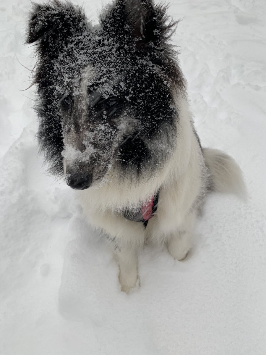 erinflaim's tweet photo. @melly2534 My pup loving today’s snowfall…take care https://t.co/jN1ZSZptx3