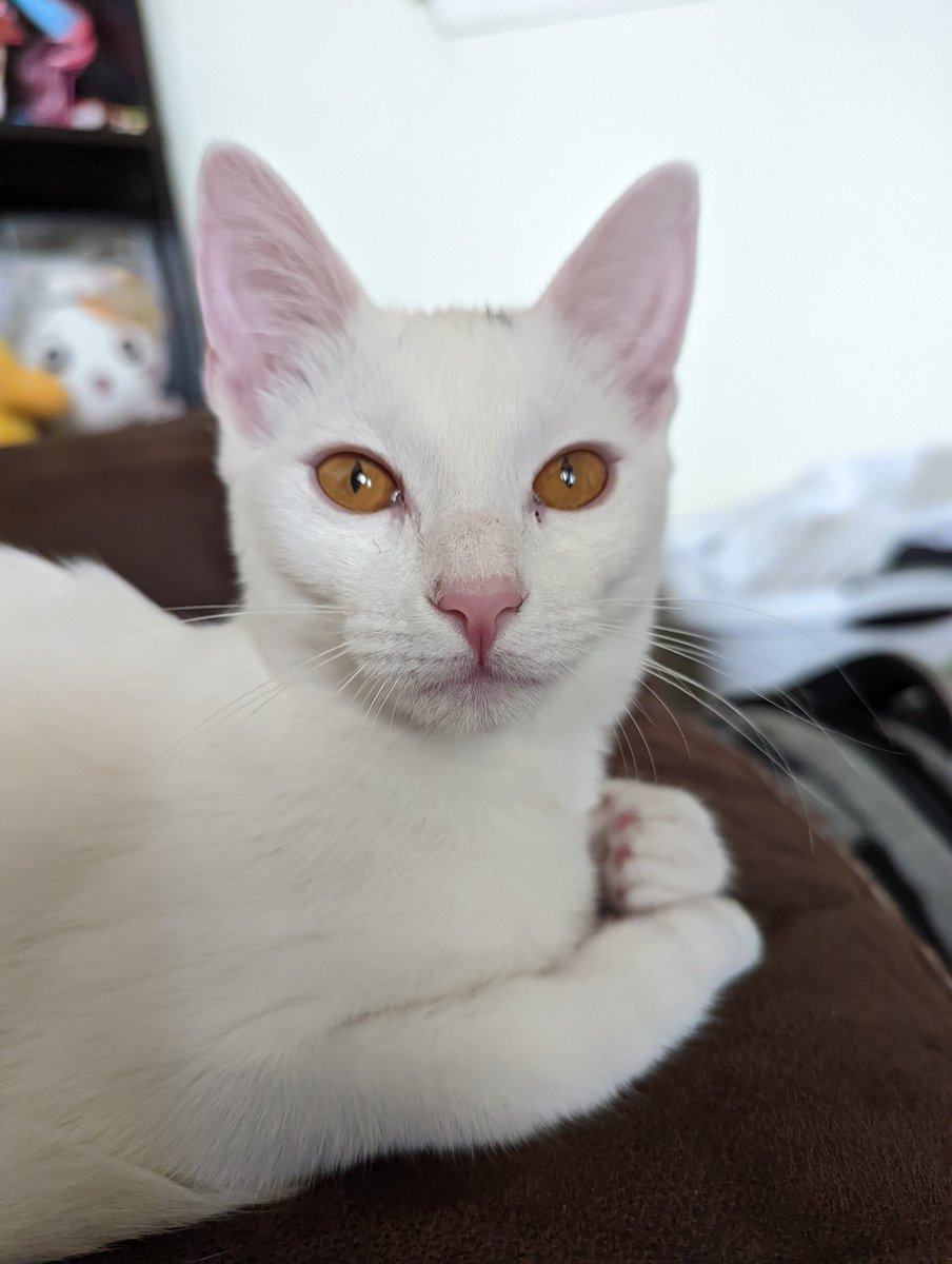 sqwishymilk's tweet photo. @Malrat_ U look like my cat https://t.co/m1eCdJERYf