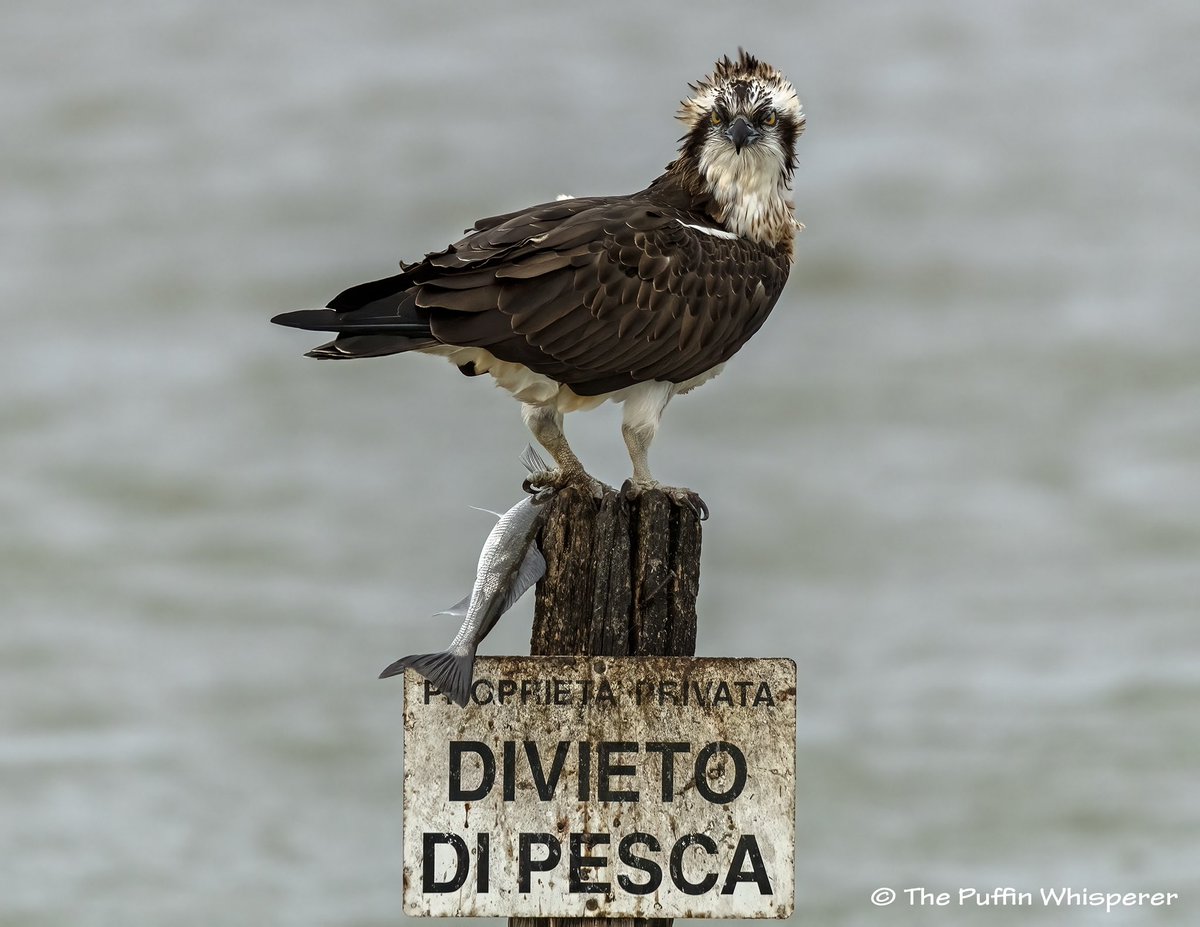 PuffinWhisper's tweet photo. ‘Private property - No fishing!’ 😁
A classic shot taken I #sardegna thanks to my friends of mine who brought me for three days to follow #ospreys hunting around #Mistras lagoon. What a great adventure 😍
#TwitterNatureCommunity #birdsofprey #birdphotography https://t.co/8v4D0CpMBB