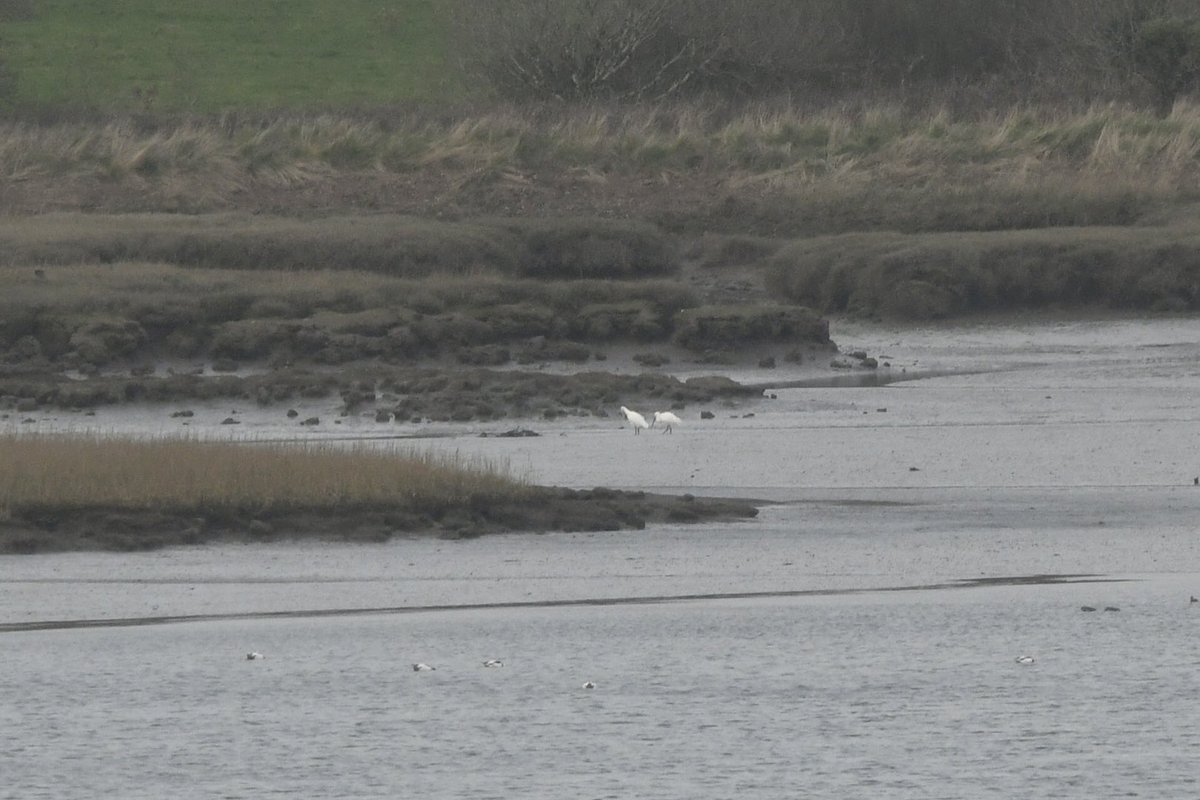 DeenaSharp18's tweet photo. I’ve  invented a new game.  Spot the dots!  Large dots = Spoonbills.  Little dots = Avocets.  Honest!  You can see how my day was going��.
#whatsthatdot? https://t.co/DLoWS5Jl8i