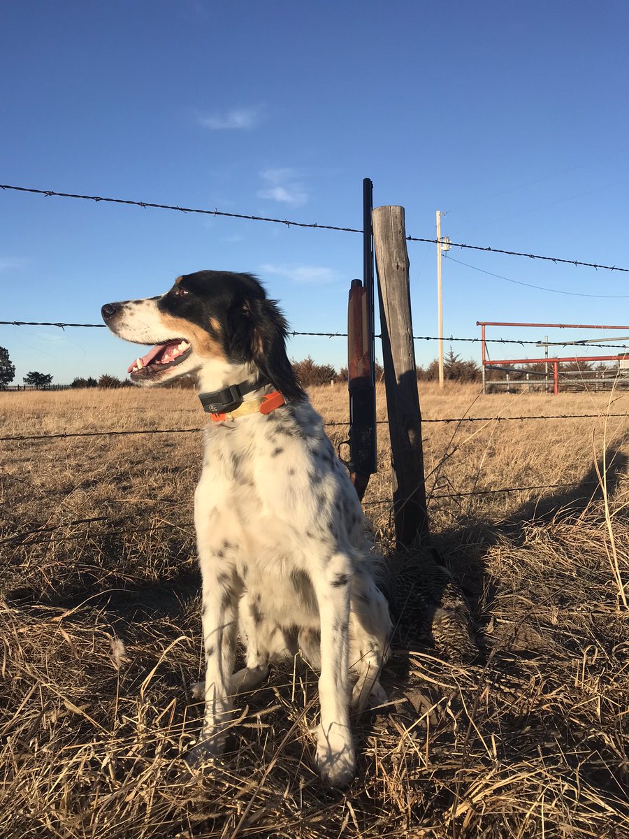 Well, Case and I completed the Nebraska Upland Slam yesterday. Found a prairie chicken for the final bird. We are very thankful for the friends we shared hunting with, the people we met and that allowed us to hunt and most importantly the beauty of nature that Nebraska provides!