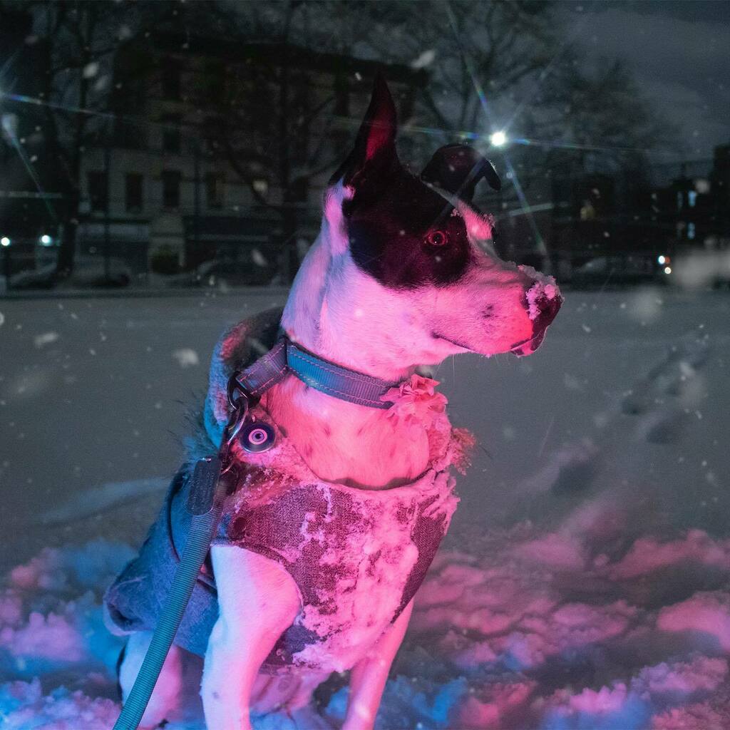 nicodoggerton's tweet image. When you get a little too much snow this weekend, it’ll show.
❄️
☃️
❄️
☃️
❄️
#snowdogs #dogsofbrooklyn #dogsofwinter #canadapooch #snownose #snownosedogs #bkdog #dogsofbedstuy #dogphotographer #spicydogmemes #dogmeme #nycpuppy #bisexuallighting #dogsands… instagr.am/p/CZUrO4AOffx/