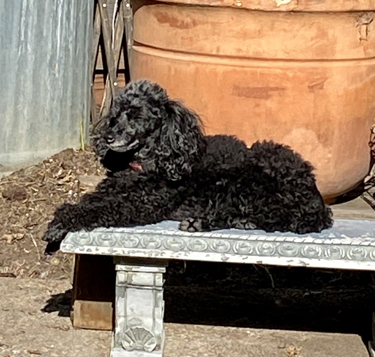 poodlemimi's tweet photo. Enjoying the sun. Thinking of the poor #DogsofTwittter that are stuck in the bomb cyclone #poodles #aplaceinthesun https://t.co/kcKtz222Hf