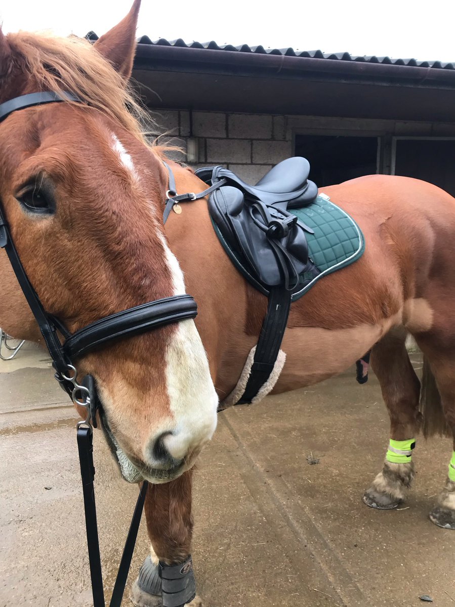 archiesauraus's tweet photo. On our Dad hack he kept asking for a right canter lead (I know what that is now thanks to Mum and Aunty C) My default setting is leading with my left front leg.
I call chicanery! #MumHasHadAWord https://t.co/nMvuup3aSf