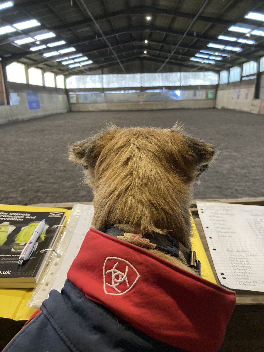 steve philby (@philbysteve) on Twitter photo Bailey doing a bit of judging dressage today for local riding club. <a href="/Ariat/">Ariat International</a> #veryhardjudge. Bailey doing a bit of judging dressage today for local riding club. <a href="/Ariat/">Ariat International</a> #veryhardjudge.